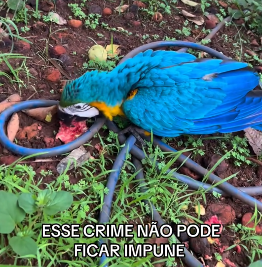 Imagem de compartilhamento para o artigo Morte de arara Lara gera comoção e campanha por justiça em Paranaíba da MS Todo dia